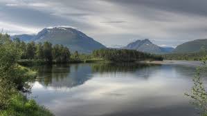 Attēlu rezultāti vaicājumam “Leiocolea heterocolpos”