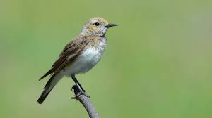 Attēlu rezultāti vaicājumam “Lanius collurio female”