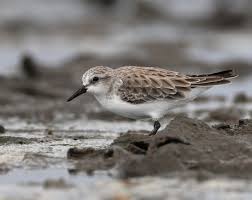 Image result for Calidris ruficollis