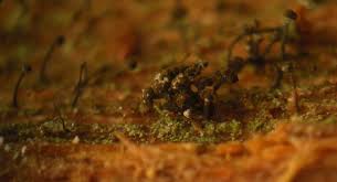 Attēlu rezultāti vaicājumam “Chaenotheca stemonea”