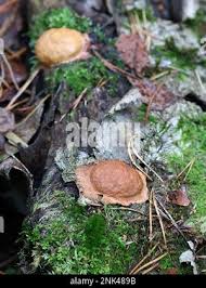 Attēlu rezultāti vaicājumam “Fuligo leviderma”