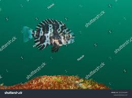 Image result for Schedophilus ovalis