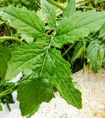 Attēlu rezultāti vaicājumam “Sinapis alba leaf”