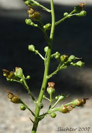 Attēlu rezultāti vaicājumam “Scrophularia nodosa leaf”