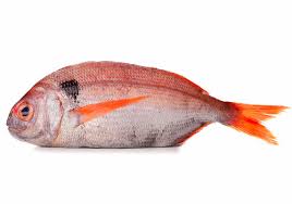 Image result for Pagellus bogaraveo