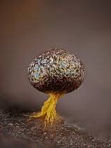 Attēlu rezultāti vaicājumam “Physarum psittacinum spores”