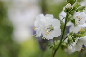 Attēlu rezultāti vaicājumam “Polemonium caeruleum fruit”