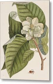 Attēlu rezultāti vaicājumam “Magnolia acuminata flower”