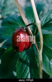 Attēlu rezultāti vaicājumam “Podophyllum hexandrum fruit”