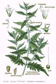 Attēlu rezultāti vaicājumam “Lycopus europaeus flower”