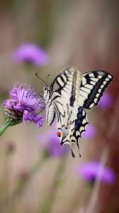 Attēlu rezultāti vaicājumam “Issoria lathonia underside”