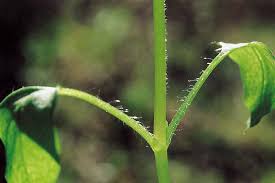 Attēlu rezultāti vaicājumam “Stellaria longifolia leaf”