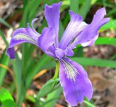 Image result for Pardancanda norrisii