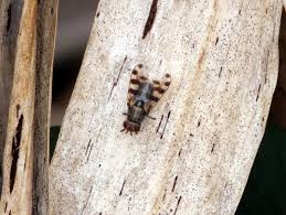 Attēlu rezultāti vaicājumam “Tetanops myopina”