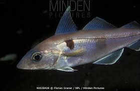 Image result for Melanogrammus aeglefinus