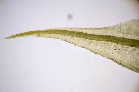 Attēlu rezultāti vaicājumam “Philonotis calcarea”