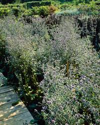 Attēlu rezultāti vaicājumam “Eryngium planum”
