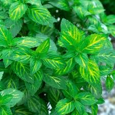 Image result for Menta x piperita