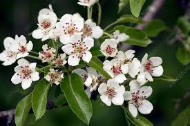 Attēlu rezultāti vaicājumam “Pyrus communis flower”