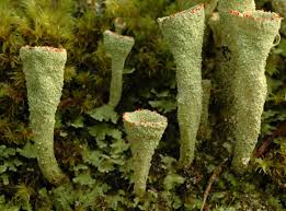 Attēlu rezultāti vaicājumam “Cladonia coccifera”