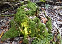 Attēlu rezultāti vaicājumam “Mnium hornum”