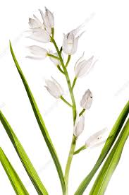 Attēlu rezultāti vaicājumam “Cephalanthera longifolia”