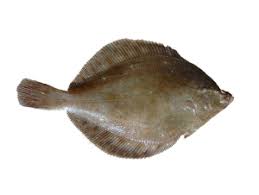 Image result for Pleuronectes platessa