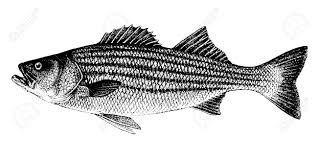 Image result for Morone saxatilis