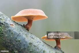 Attēlu rezultāti vaicājumam “Polyporus brumalis”