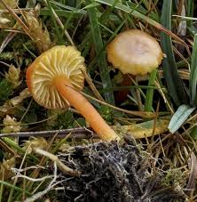 Attēlu rezultāti vaicājumam “Hygrocybe cantharellus”