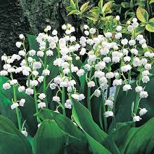 Attēlu rezultāti vaicājumam “Convallaria majalis flower”