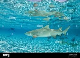 Image result for Negaprion acutidens