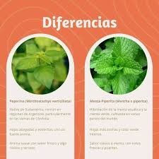 Image result for Menta x piperita