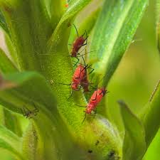 Attēlu rezultāti vaicājumam “Aphididae”