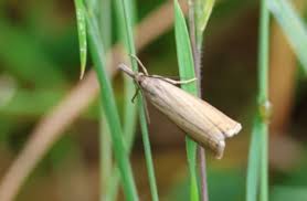 Attēlu rezultāti vaicājumam “Chrysoteuchia culmella”