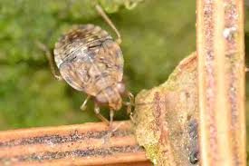 Attēlu rezultāti vaicājumam “Saldula saltatoria”