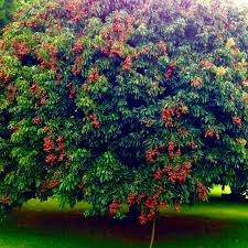 Image result for Litchi chinensis