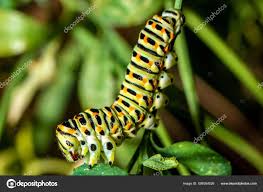 Attēlu rezultāti vaicājumam “Papilio machaon larva”
