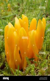 Attēlu rezultāti vaicājumam “Clavulinopsis cinerioides”