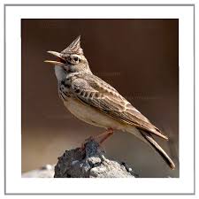 Attēlu rezultāti vaicājumam “Galerida cristata adult”