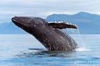 Humpback Whale Pictures, Photos, Photography | Cornforth Images