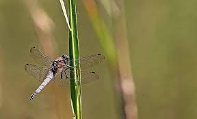 Attēlu rezultāti vaicājumam “Libellula depressa male”