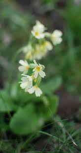 Image result for Himmelschlüssel