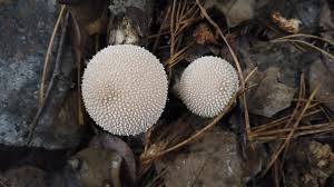 Attēlu rezultāti vaicājumam “Lycoperdon pyriforme sessile”