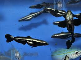 Image result for Rachycentron canadum