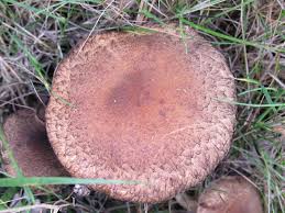 Attēlu rezultāti vaicājumam “Psathyrella lacrymabunda”