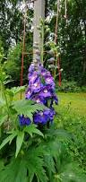 Attēlu rezultāti vaicājumam “Delphinium elatum  flower”