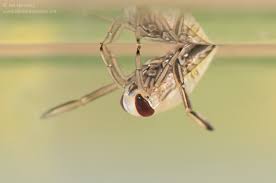 Attēlu rezultāti vaicājumam “Notonecta glauca”