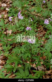 Attēlu rezultāti vaicājumam “Cardamine bulbifera flower”