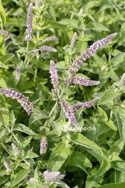 Attēlu rezultāti vaicājumam “Mentha longifolia”